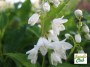 deutzia