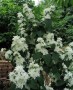 Philadelphus Virg. Min. Snowflake