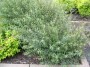 Salix purpurea Gracilis